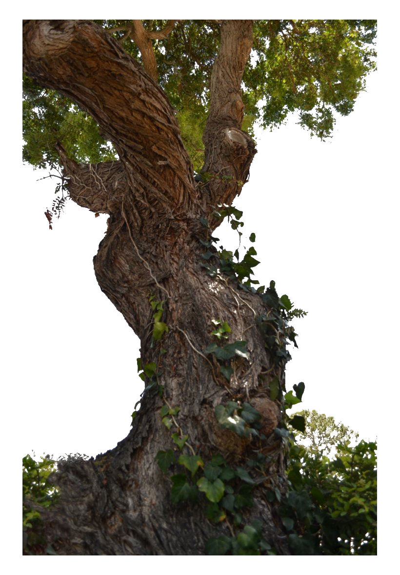 Tree Trunk Free HQ Image Transparent PNG Image