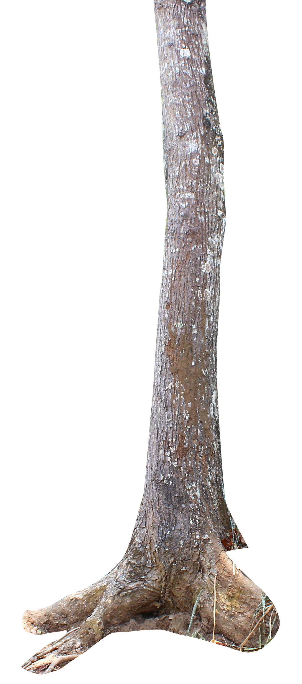 Images Tree Trunk Free PNG HQ Transparent PNG Image