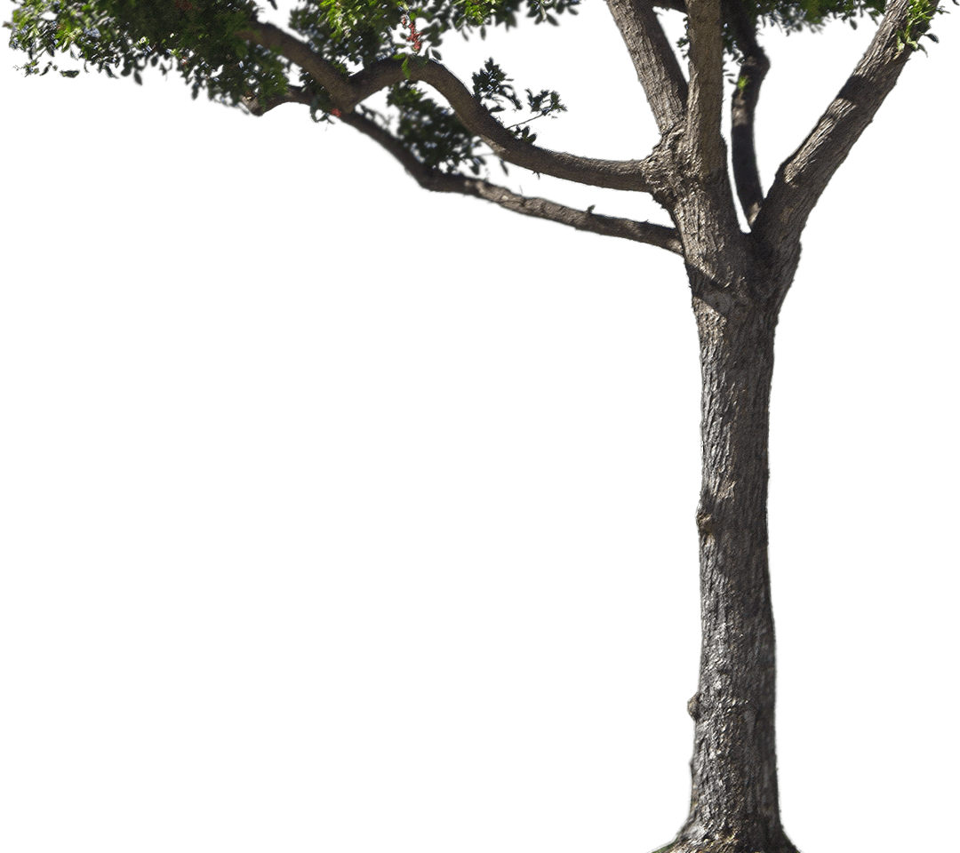 Tree Trunk Free Clipart HD Transparent PNG Image