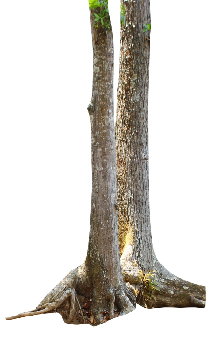 Tree Branch Trunk PNG Image High Quality Transparent PNG Image