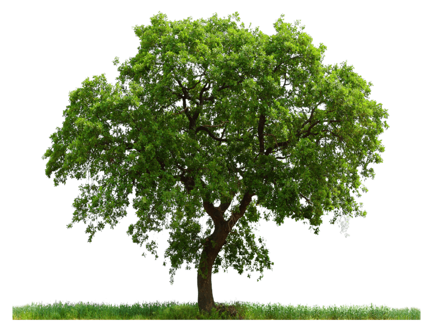 Tree Png Image Download Picture Transparent PNG Image