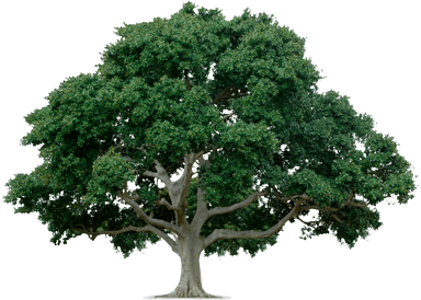 Tree Png Image Download Picture Transparent PNG Image