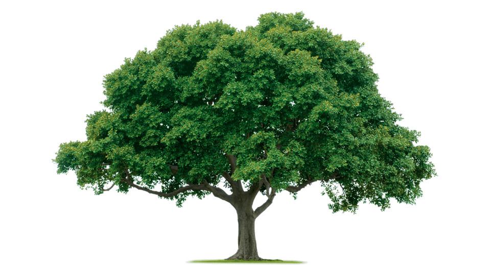 Tree Png Image Download Picture Transparent PNG Image