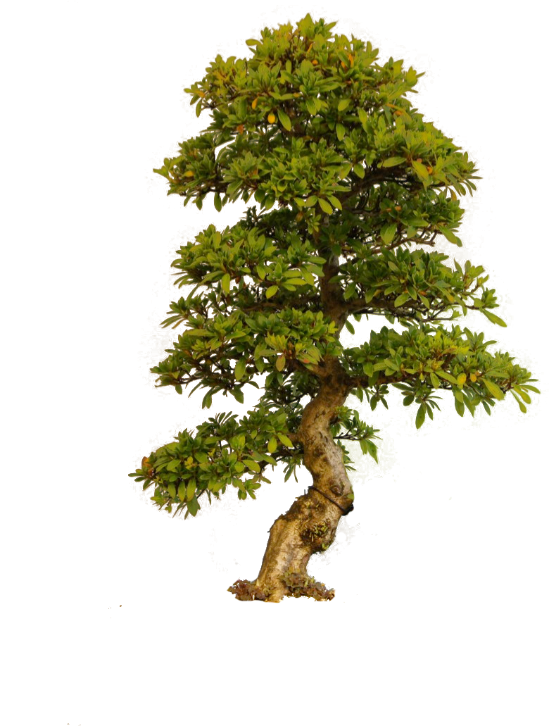 Old Tree Transparent PNG Image