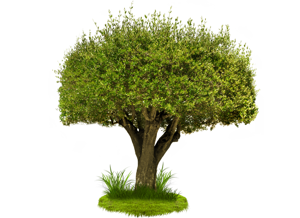 Pine Tree Transparent PNG Image