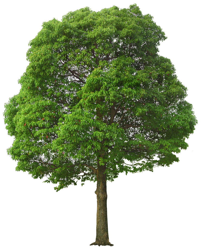 Green Tree Transparent PNG Image