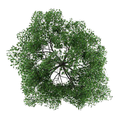 Tree Top Photos Transparent PNG Image