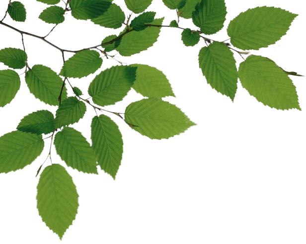 Tree Branch File Transparent PNG Image