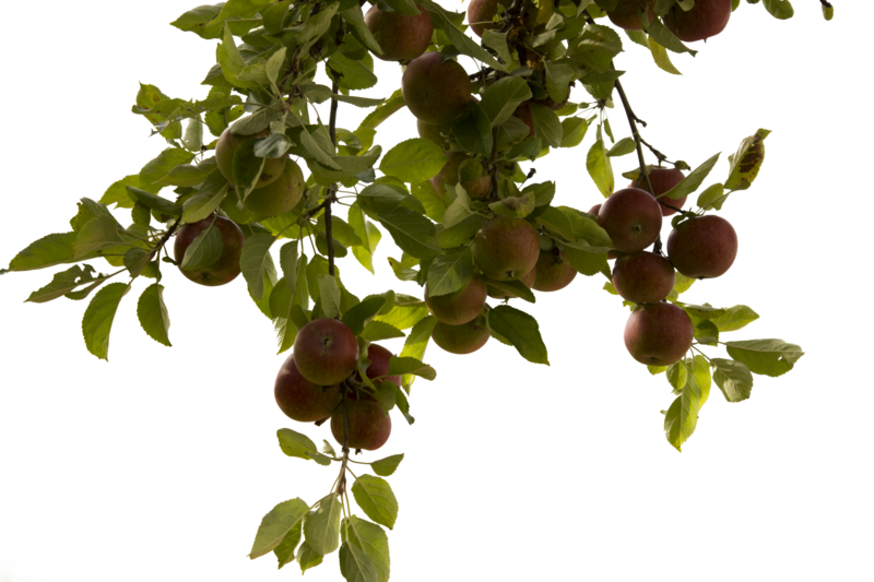 Tree Branch Photos Transparent PNG Image