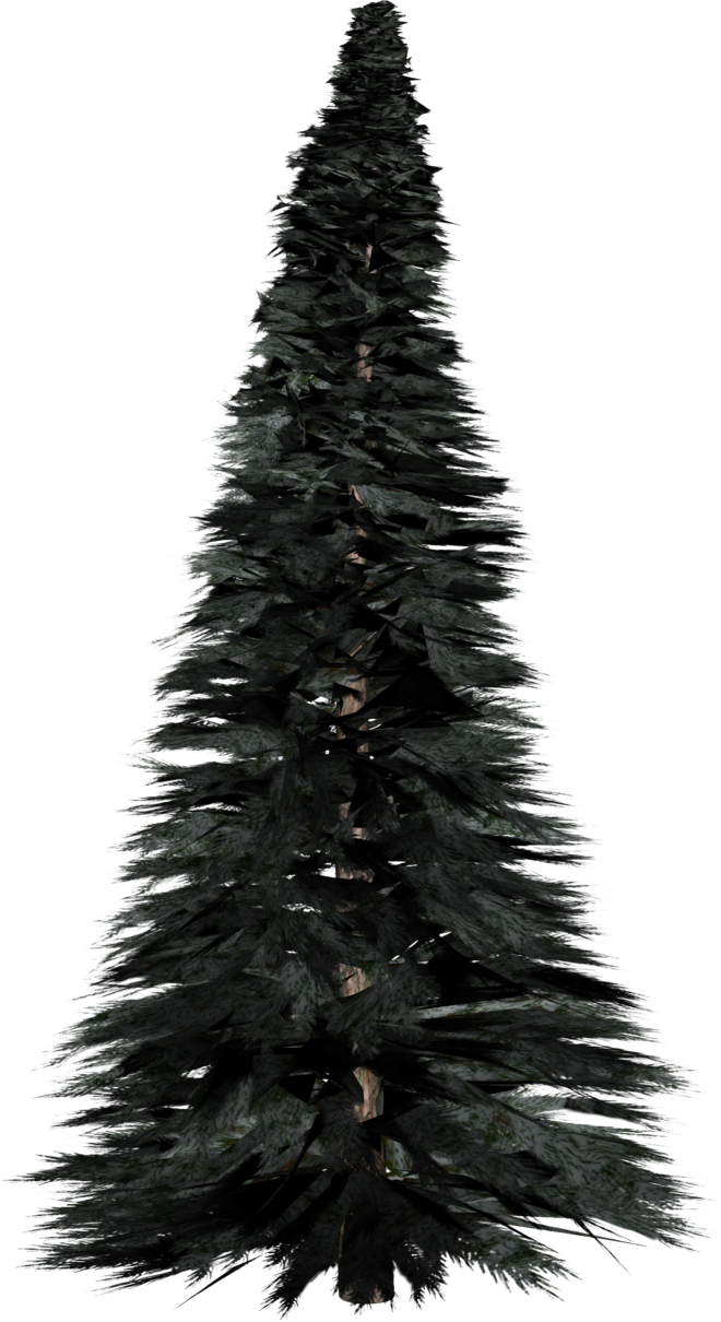 Pine Tree Photos Transparent PNG Image