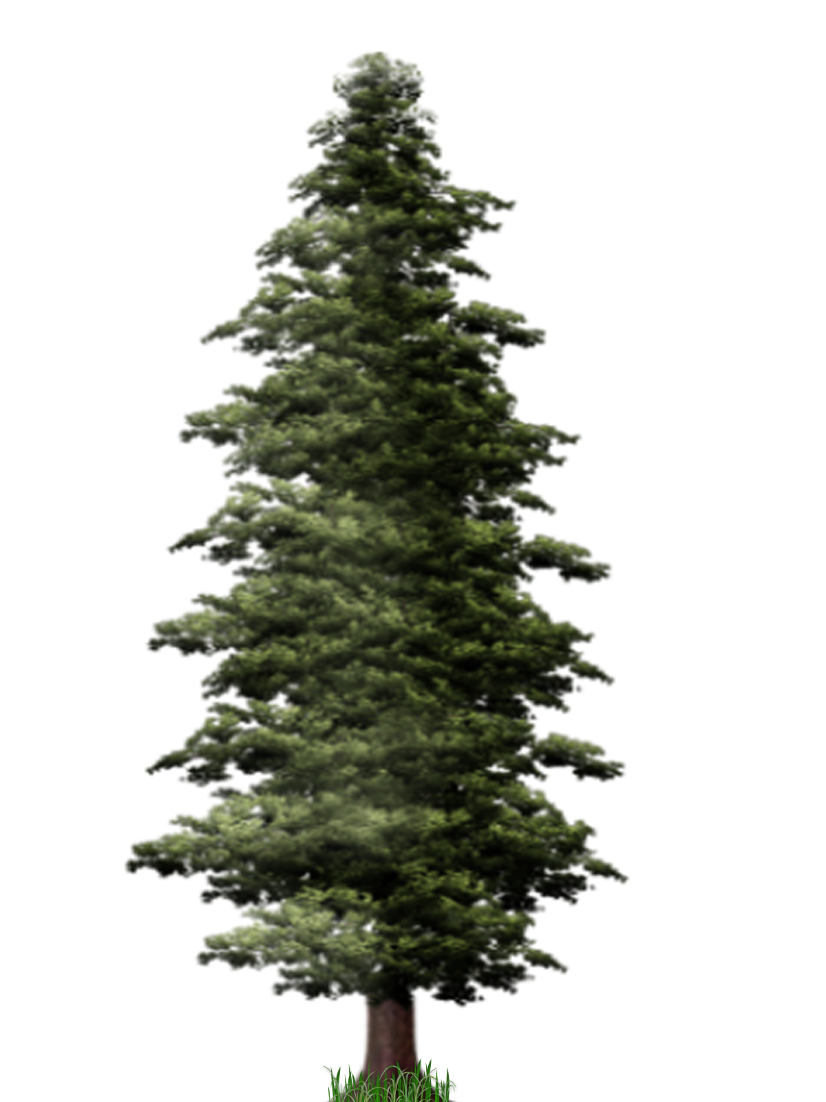 Pine Tree File Transparent PNG Image