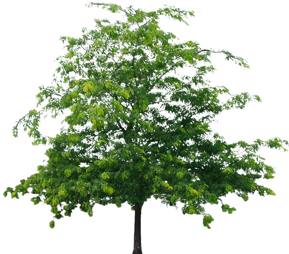 Tree File Transparent PNG Image