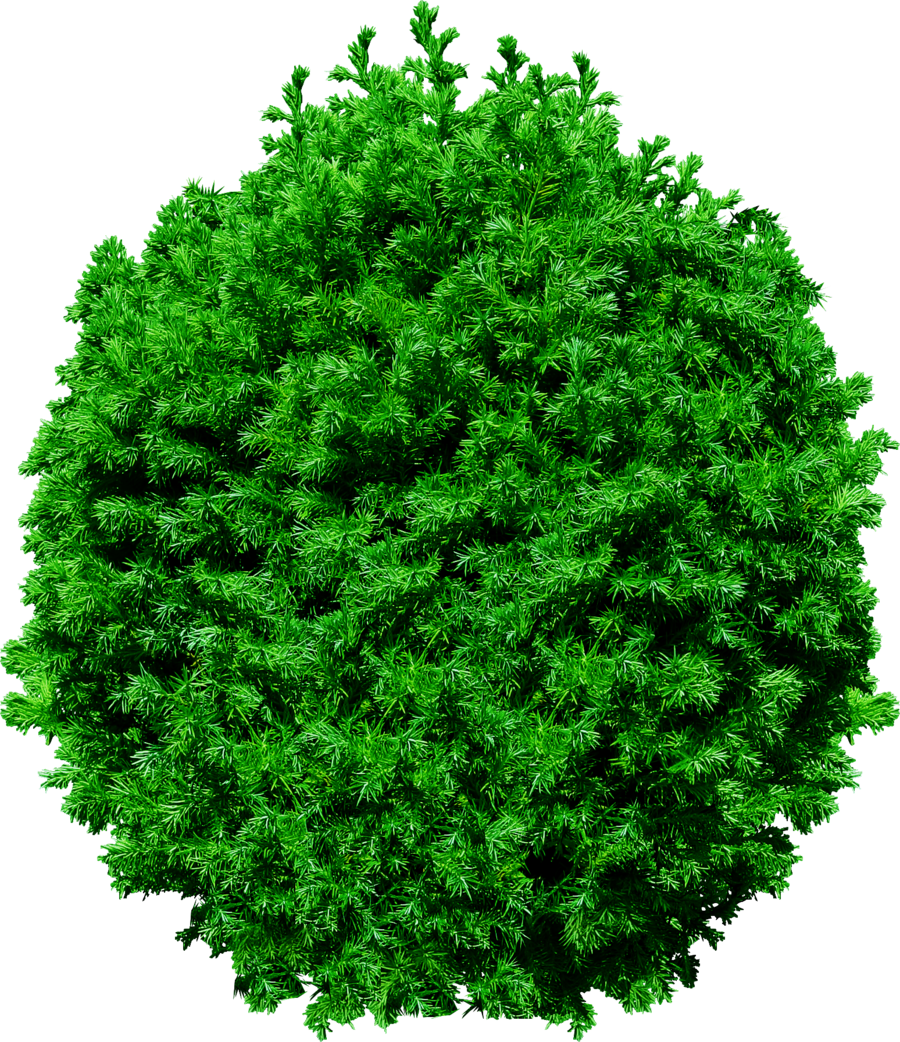 Tree Top Transparent Image Transparent PNG Image