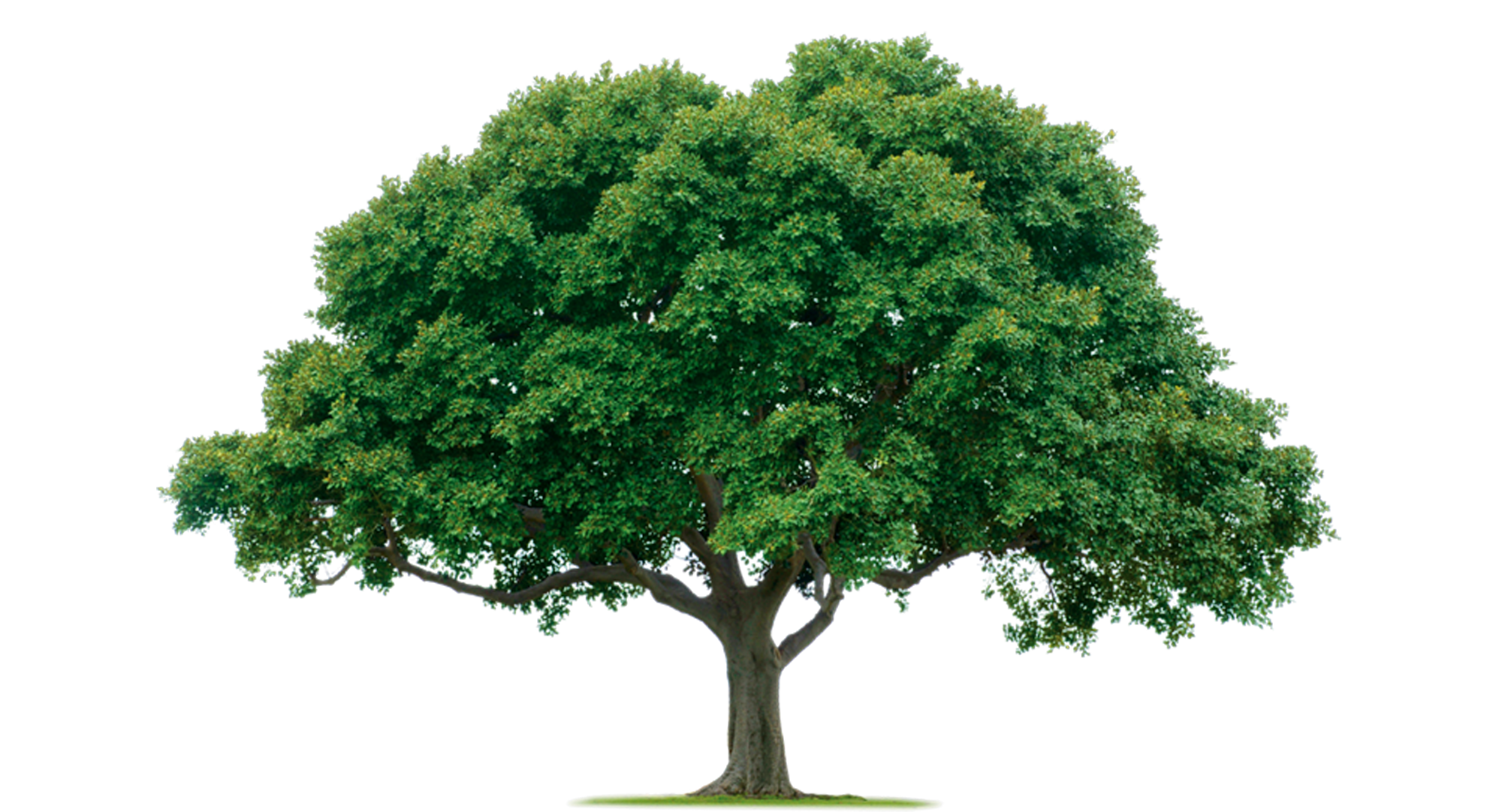 Tree Photos Transparent PNG Image