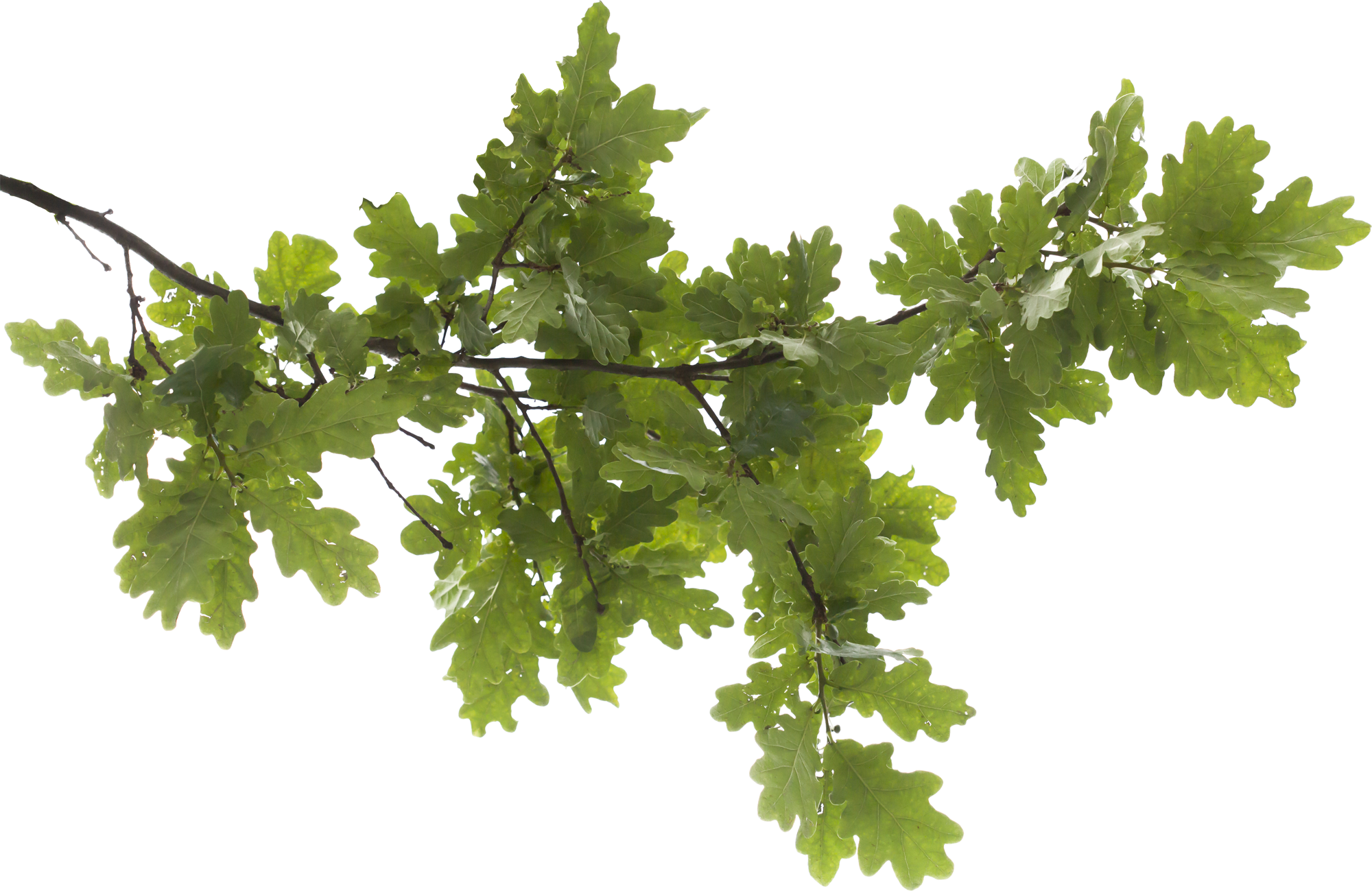 Tree Branch Transparent Image Transparent PNG Image