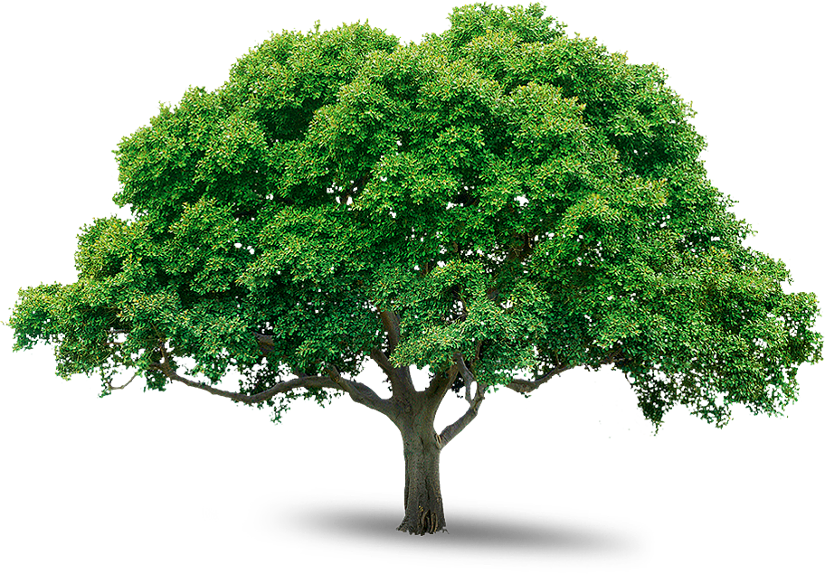 Tree Png Image Download Picture Transparent PNG Image