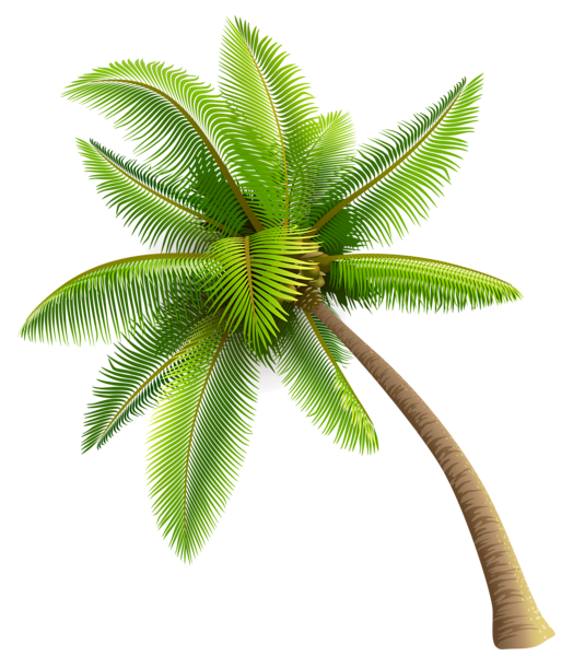 Coconut Tree Transparent Image Transparent PNG Image