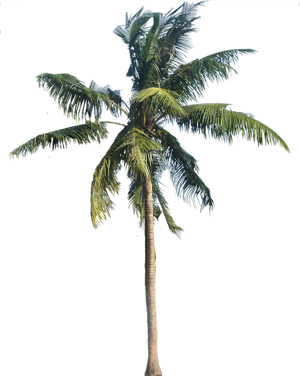 Coconut Tree Transparent Transparent PNG Image