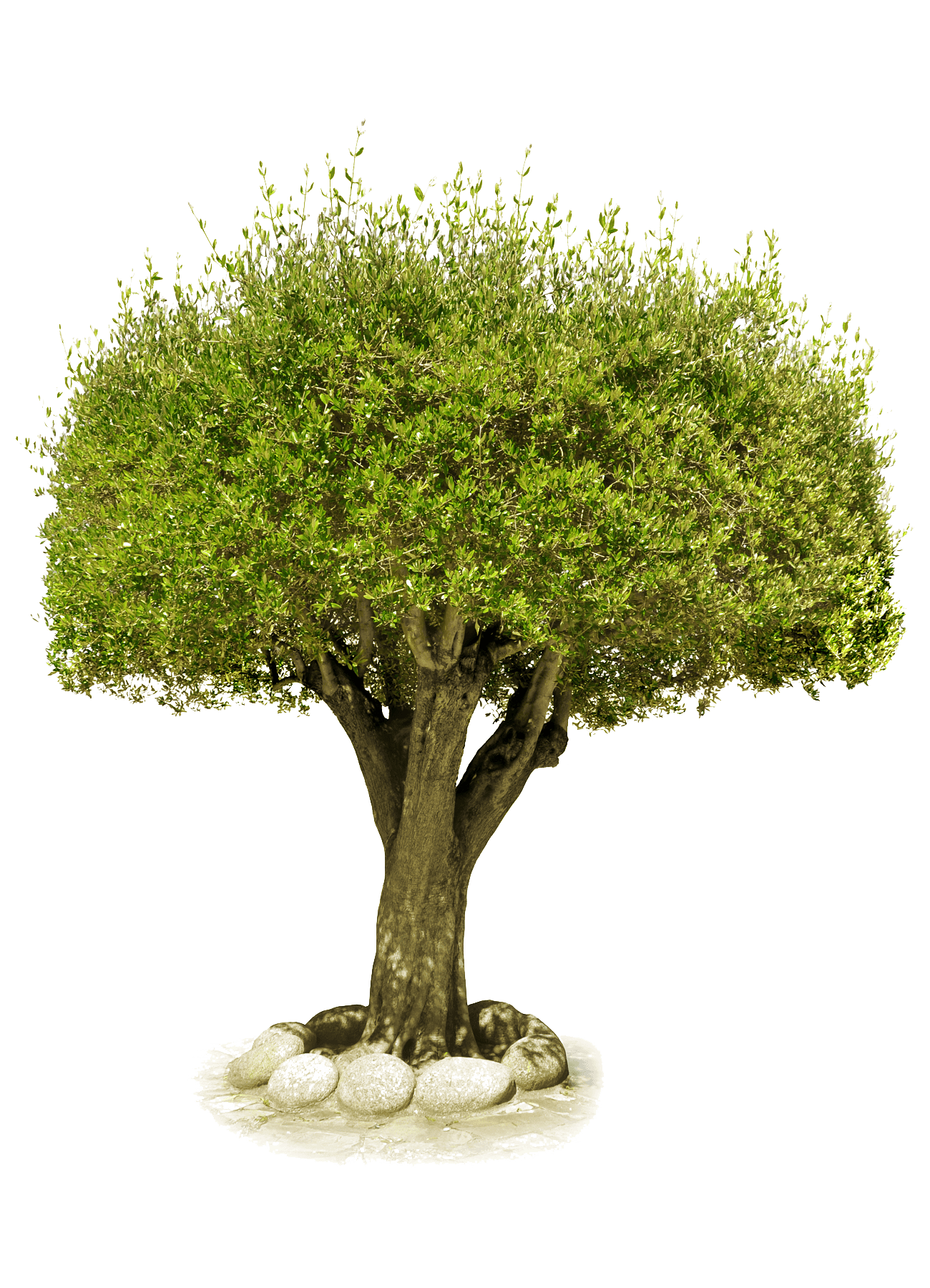 Tree Png Image Download Picture Transparent PNG Image