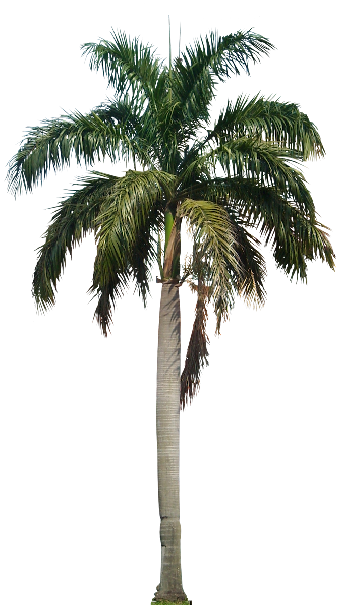 Coconut Tree Hd Transparent PNG Image