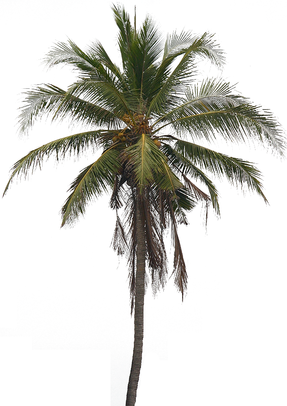 Coconut Tree Transparent PNG Image