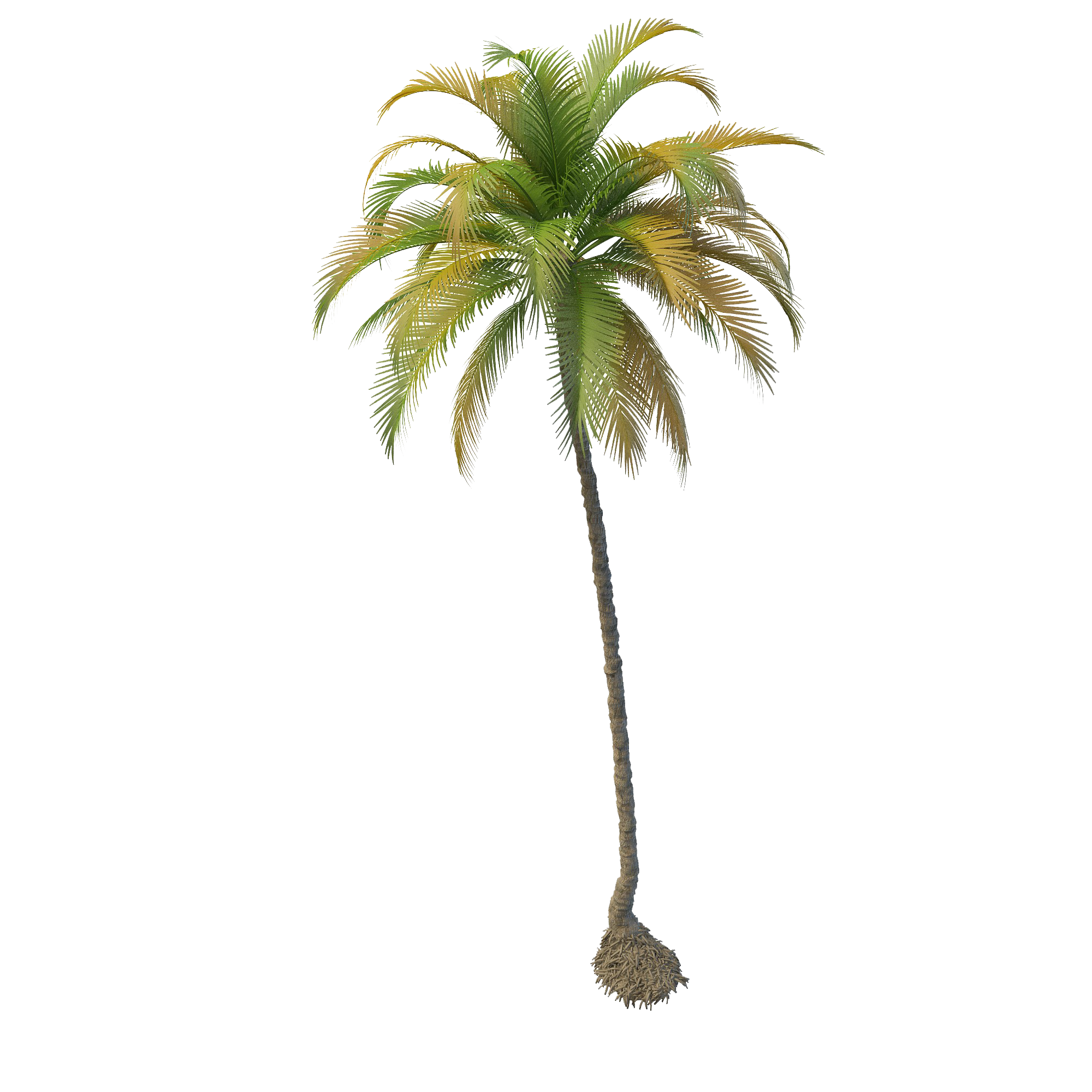 Coconut Tree File Transparent PNG Image