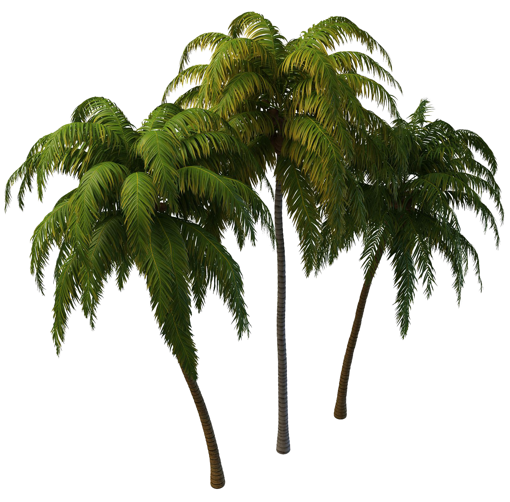 Coconut Tree Photos Transparent PNG Image