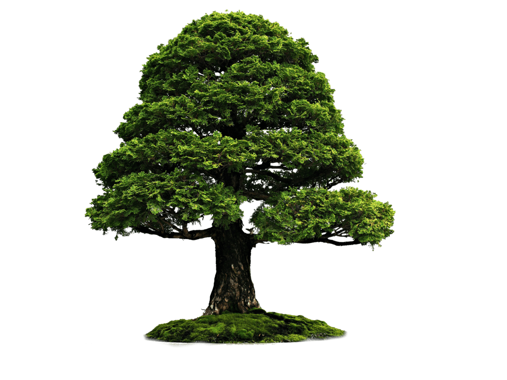 Tree Png Image Transparent PNG Image