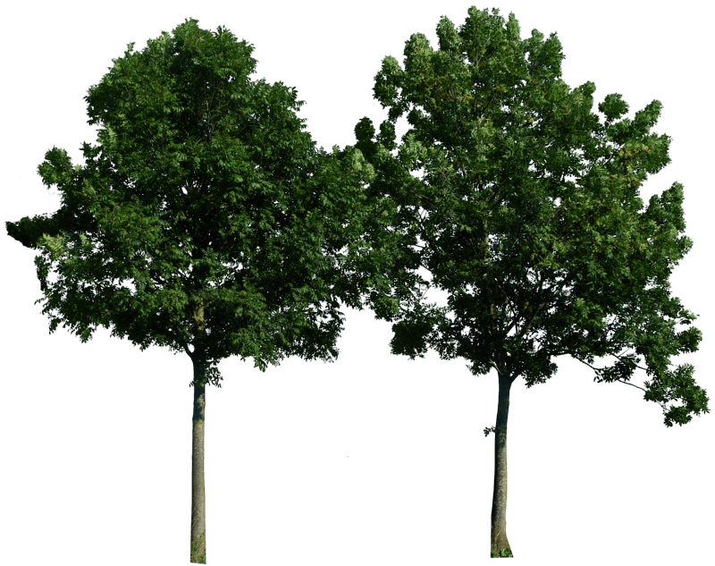 Tree Png Image Download Picture Transparent PNG Image