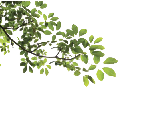 Tree Leaves Transparent PNG Image