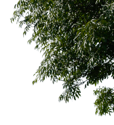 Tree Leaves Image Transparent PNG Image