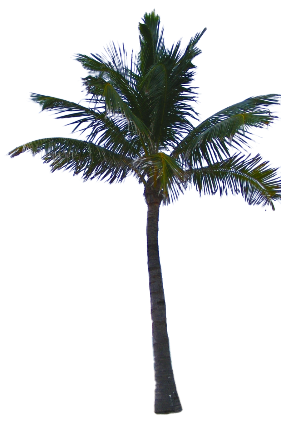 Jungle Tree Clipart Transparent PNG Image