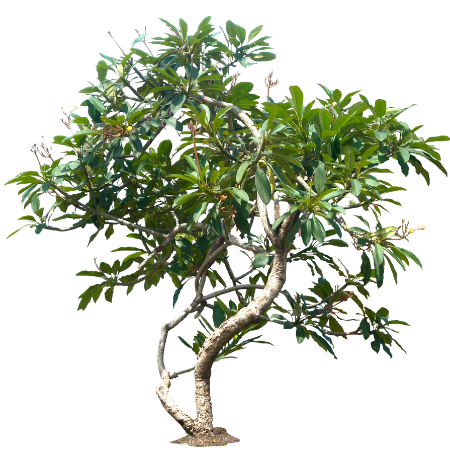 Jungle Tree File Transparent PNG Image