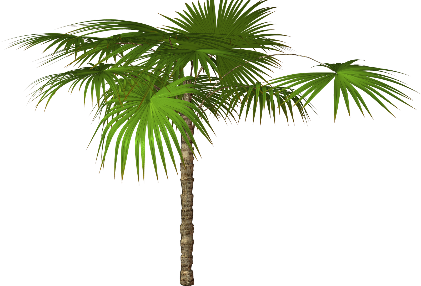 Jungle Tree Free Download Transparent PNG Image