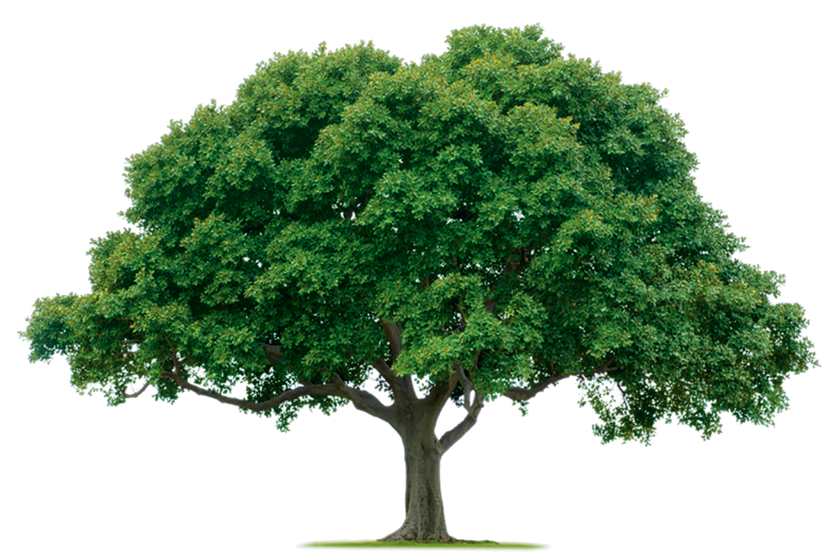 Jungle Tree Photos Transparent PNG Image