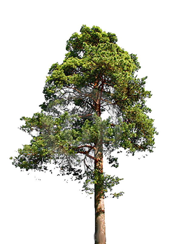 Fir-Tree File Transparent PNG Image