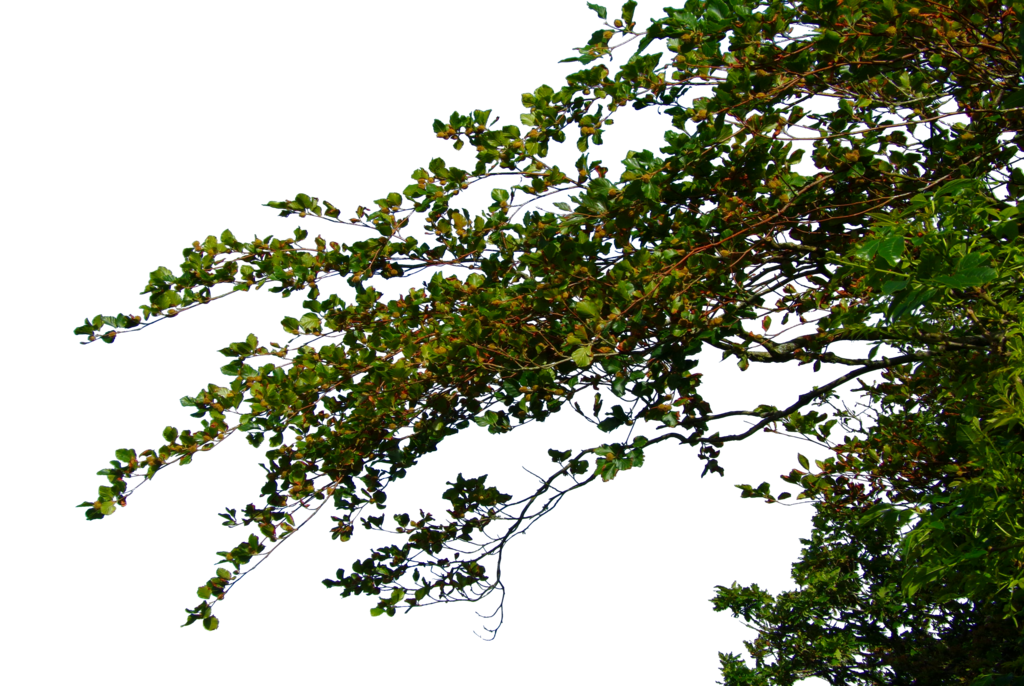 Tree Leaves File Transparent PNG Image