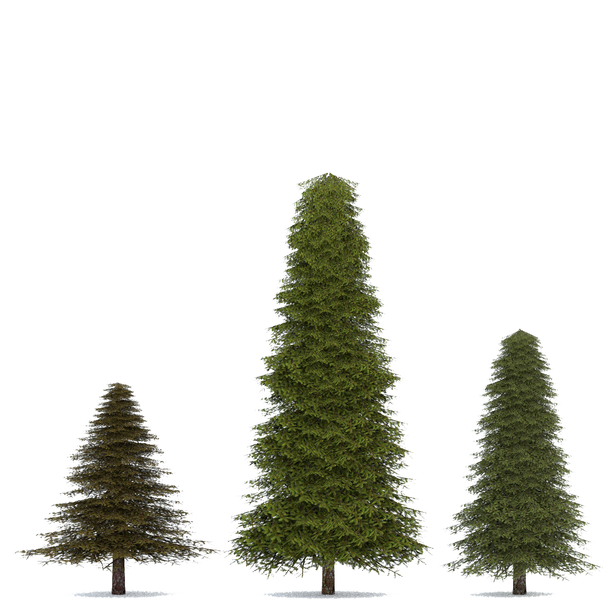 Fir-Tree Transparent Image Transparent PNG Image