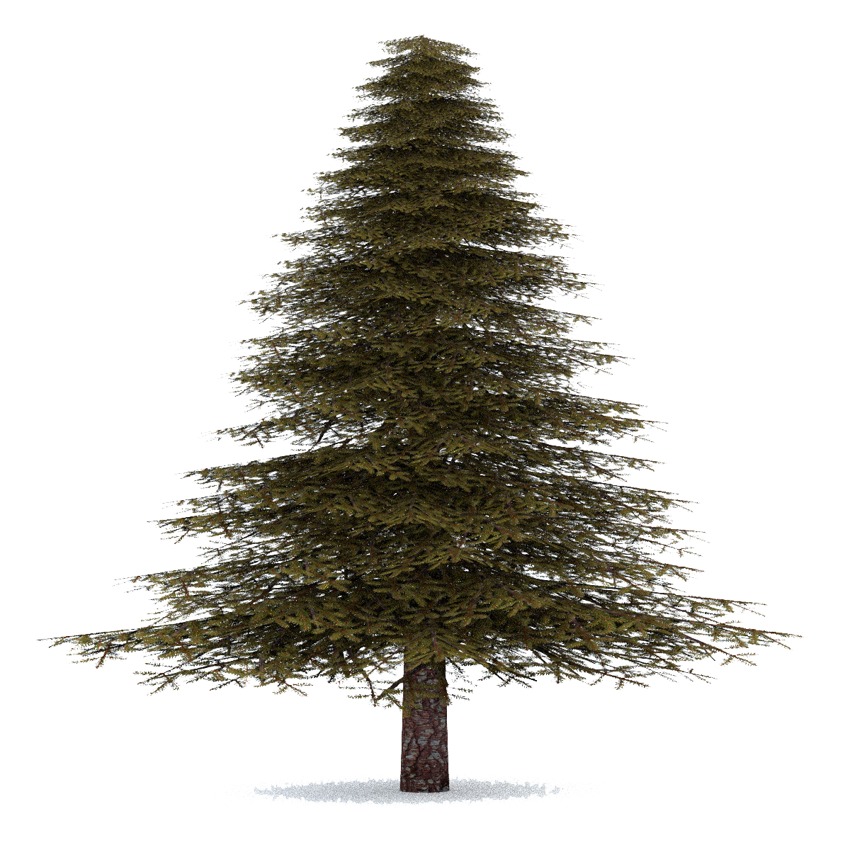 Fir-Tree Image Transparent PNG Image