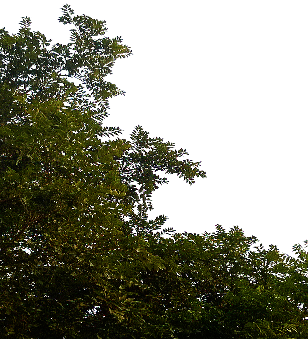 Tree Leaves Clipart Transparent PNG Image