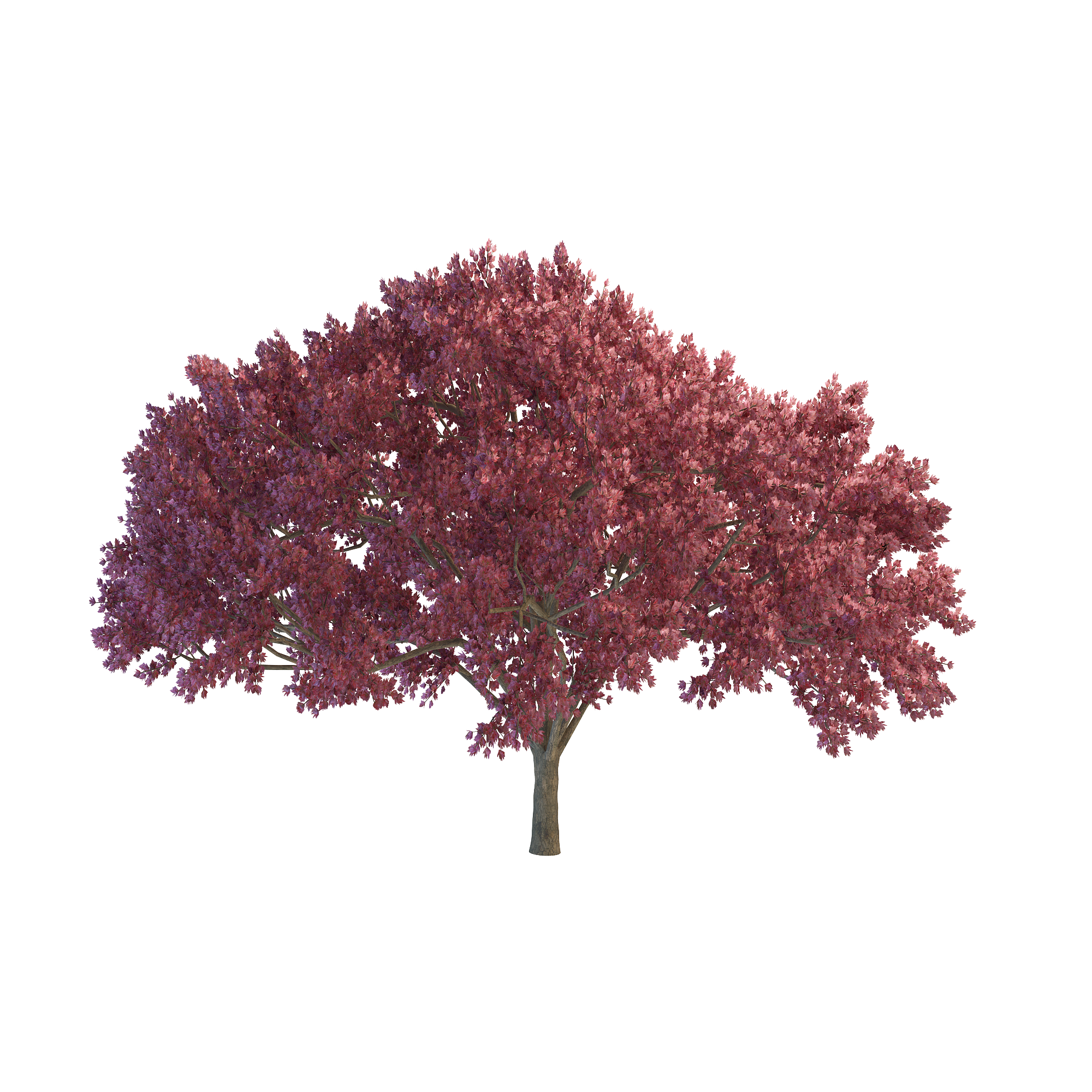 Cherry Tree File Transparent PNG Image