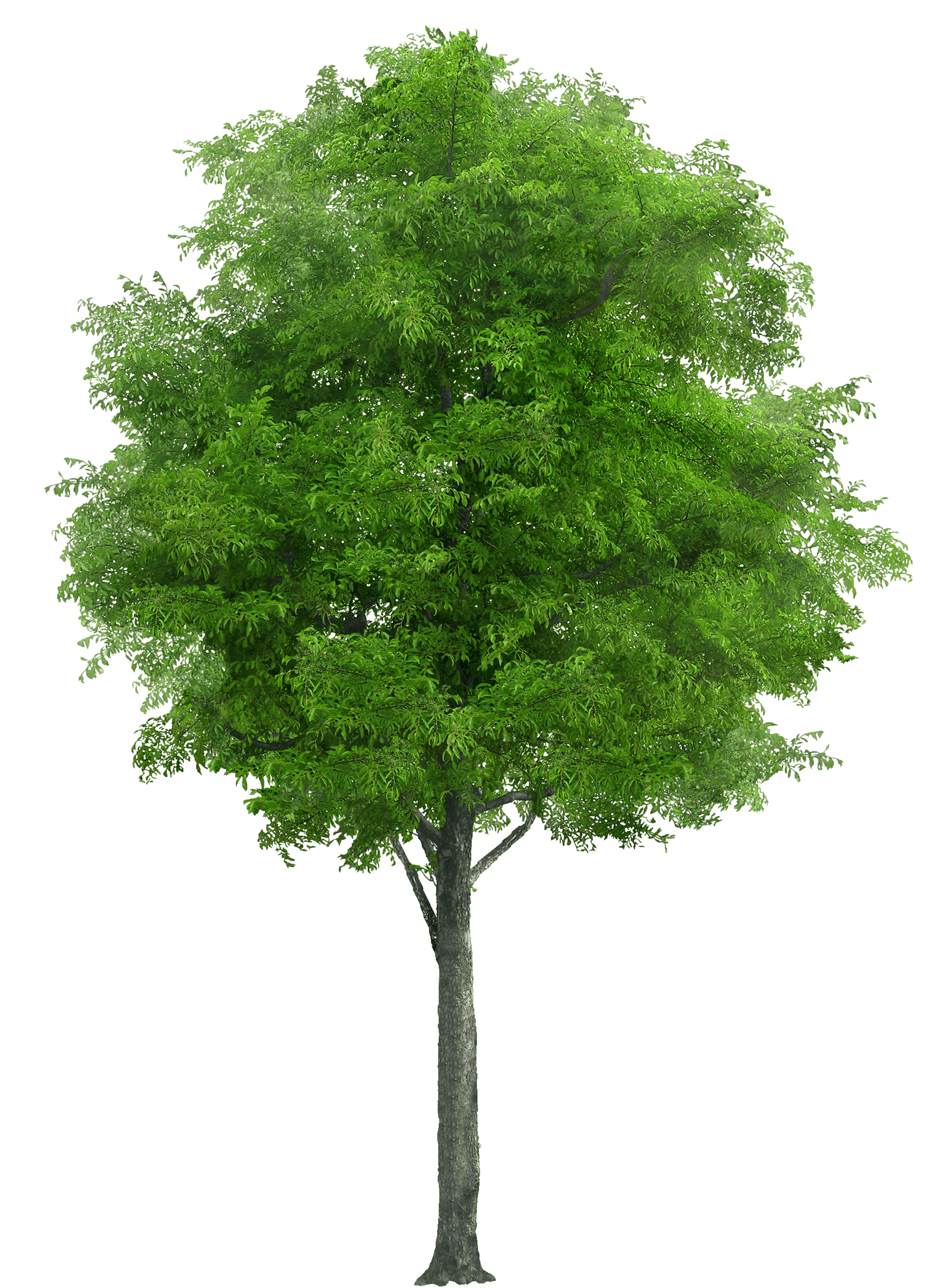 Tree Png Image Transparent PNG Image