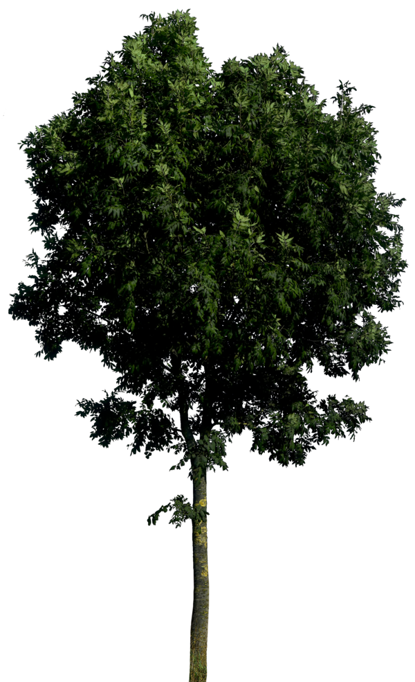 Tree Transparent Transparent PNG Image