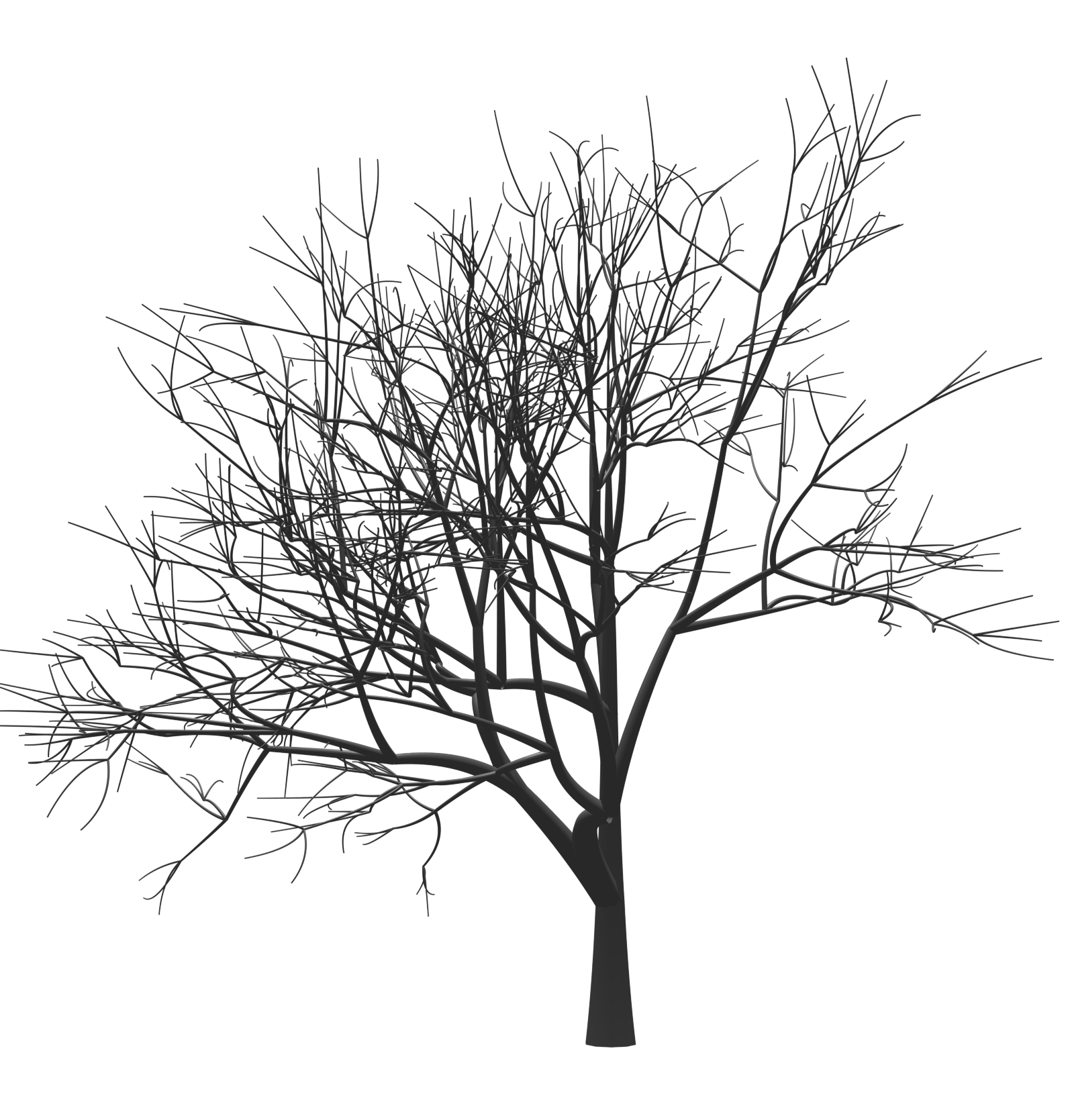 Plant Tree Mark Zuckerberg Monochrome Woody Twig Transparent PNG Image