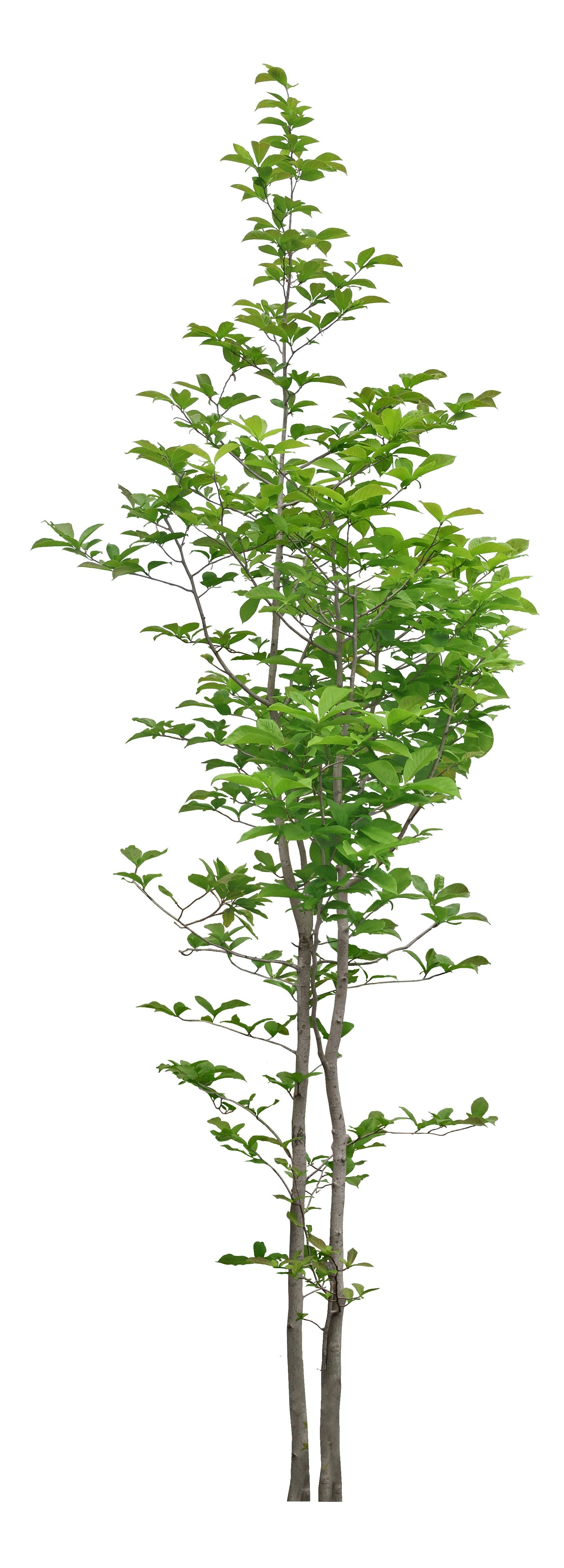 Tree Trees Luxuriant Free PNG HQ Transparent PNG Image