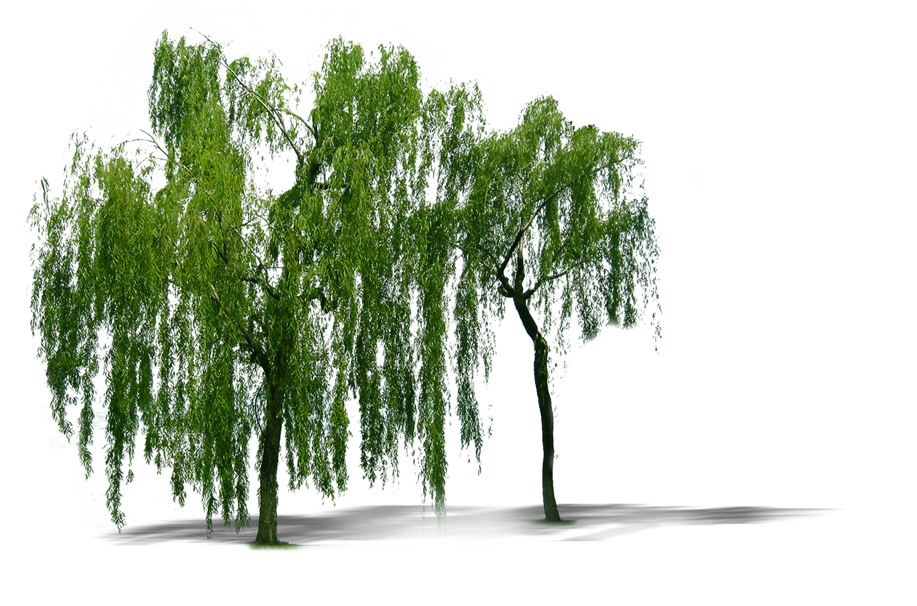 Plant Weeping Willow Tree Trees Computer File Transparent PNG Image