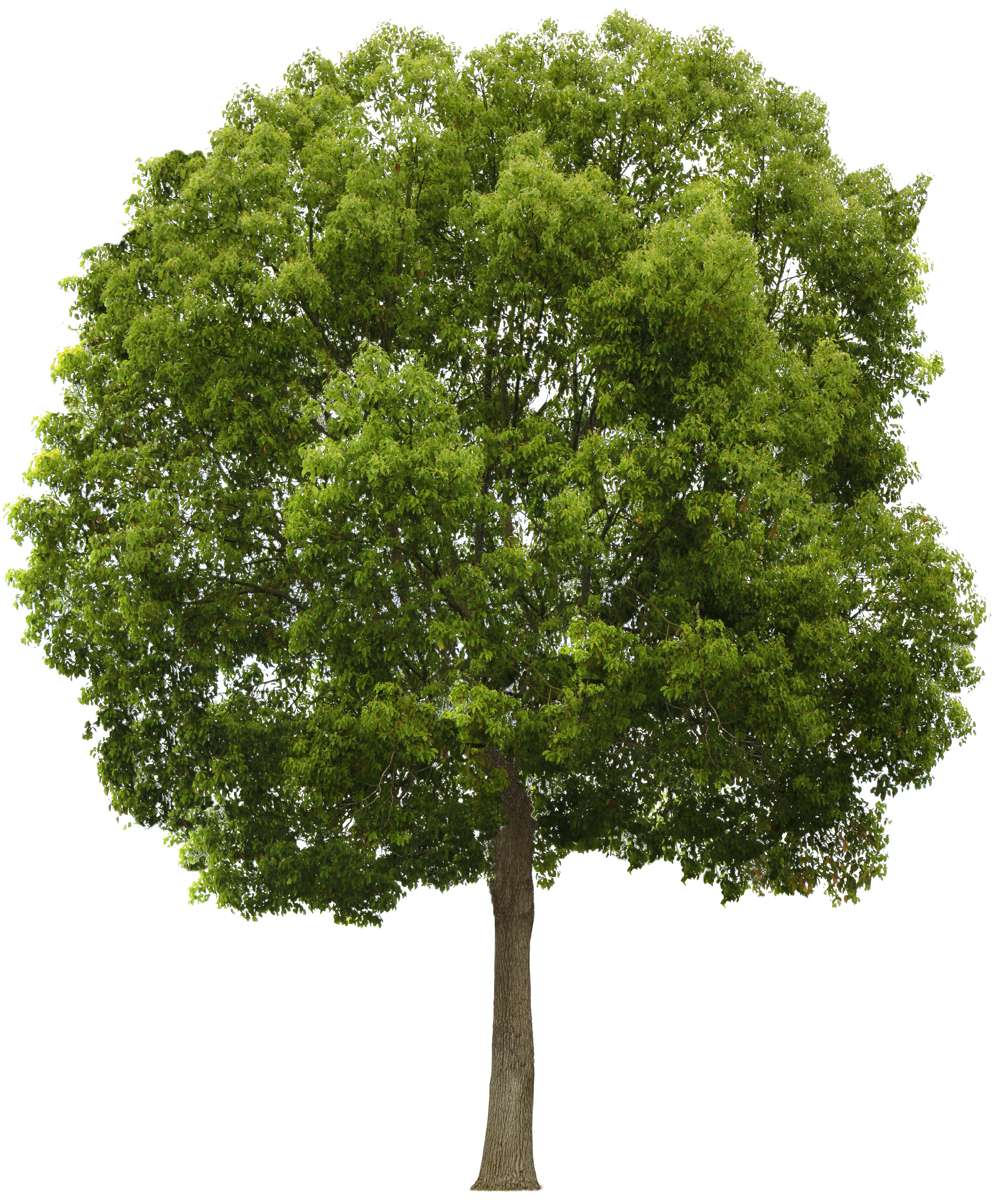 Tree Png Transparent PNG Image