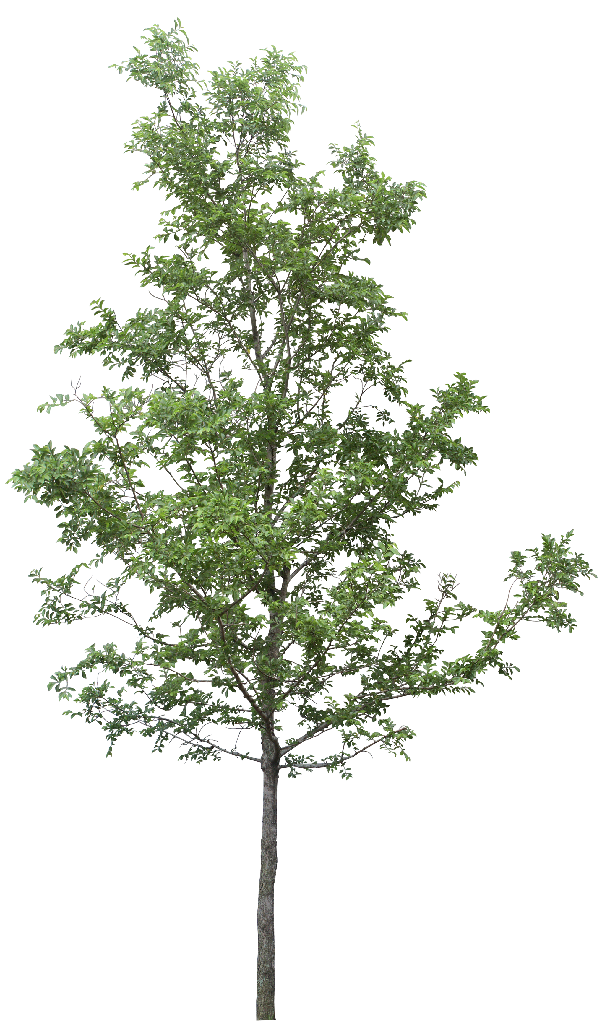 Tree Png Clipart Transparent PNG Image