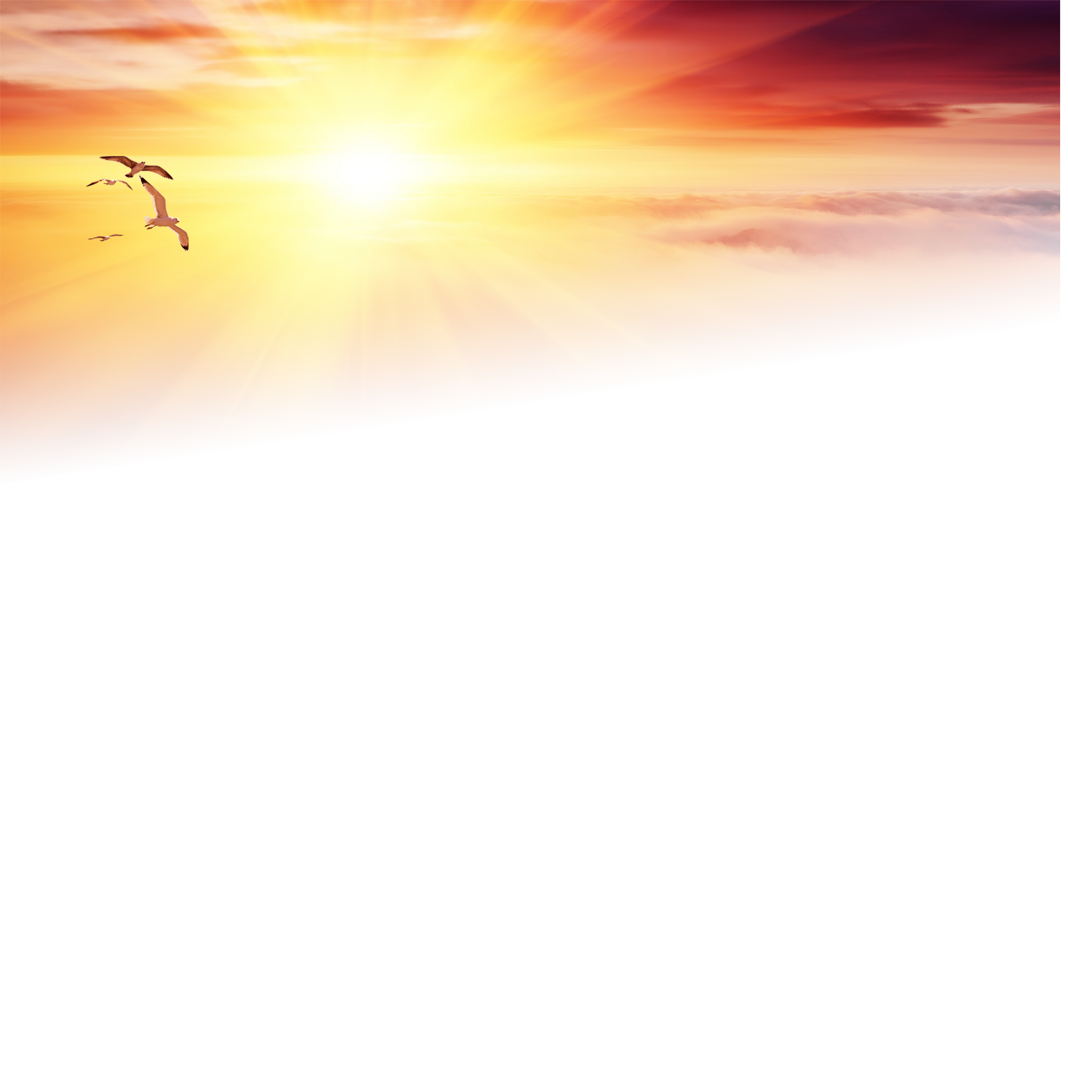 Solitary Wallpaper Goose Sunset Under The Lofty Transparent PNG Image