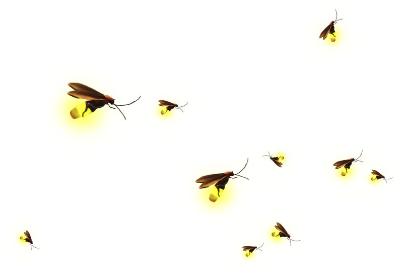 Triangle Garden Photography Pollinator Encapsulated Postscript Transparent PNG Image